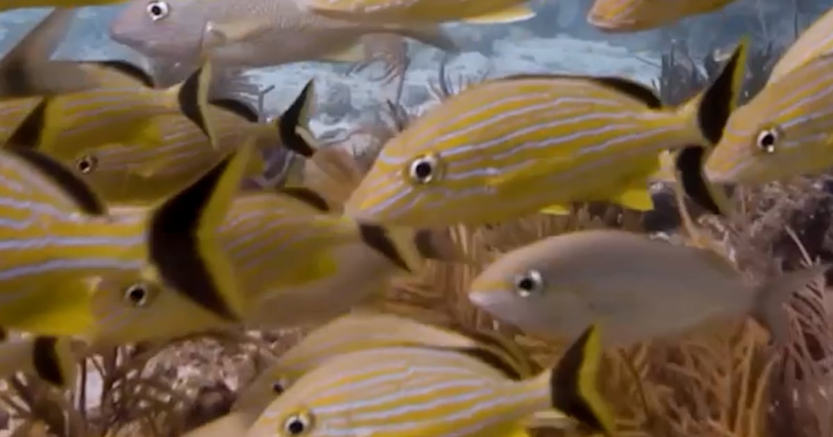 Scuba Santa goes for a swim in the Florida Keys