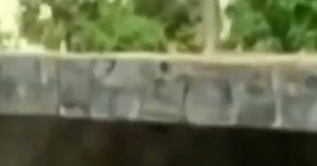 Man fatally mauled after entering lioness' enclosure