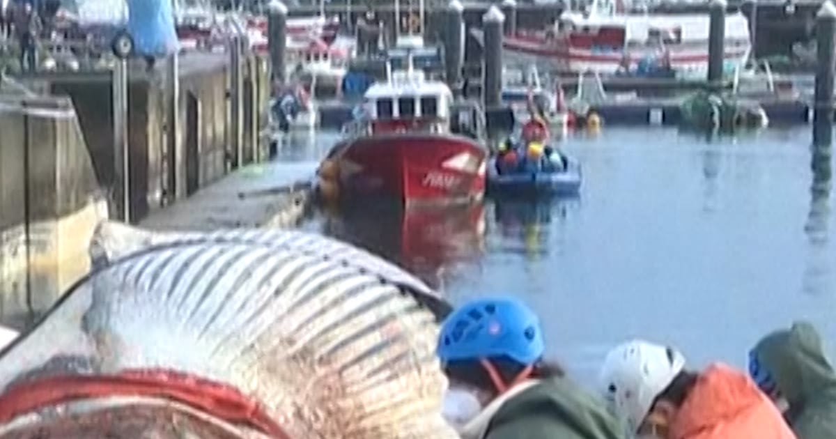 Workers remove dead whale washed up in Spain