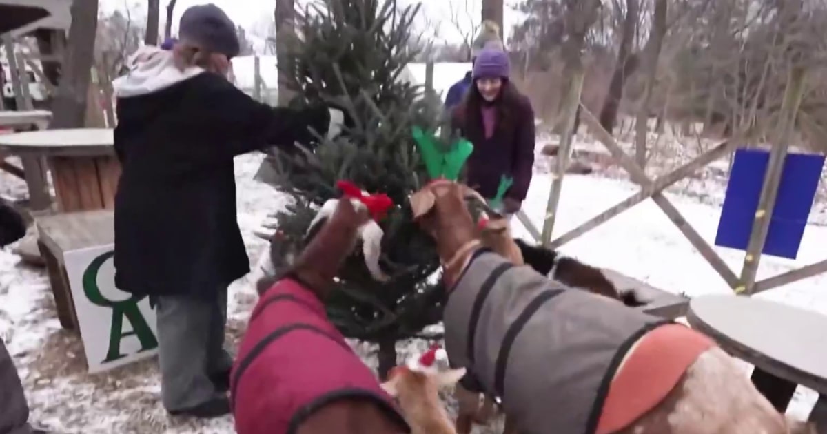 Farms collecting old Christmas trees to feed goats 