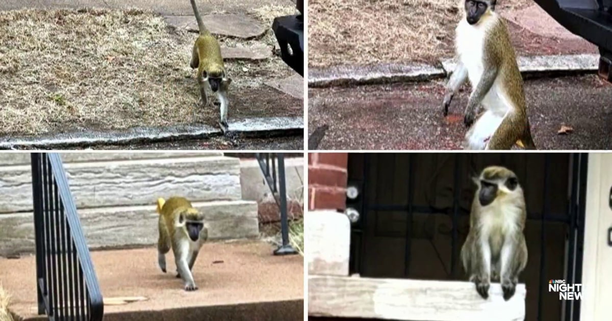 Officials say they are unsure of the origin of monkeys on the loose in ...