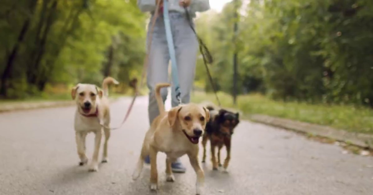 Growing number of Americans prefer pets over kids