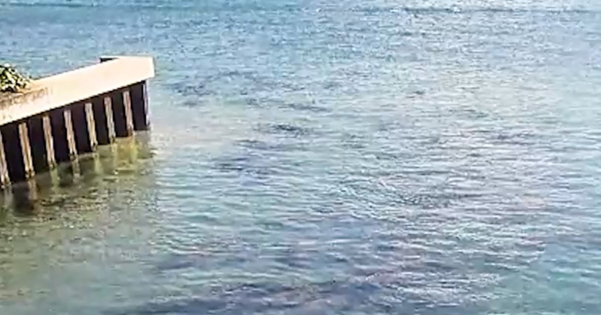 Record number of manatees spotted in Florida lagoon