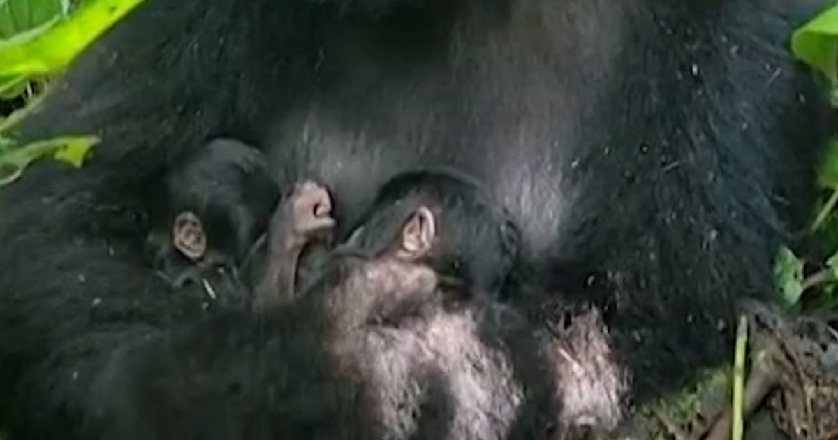 Rare twin mountain gorillas born in Congo