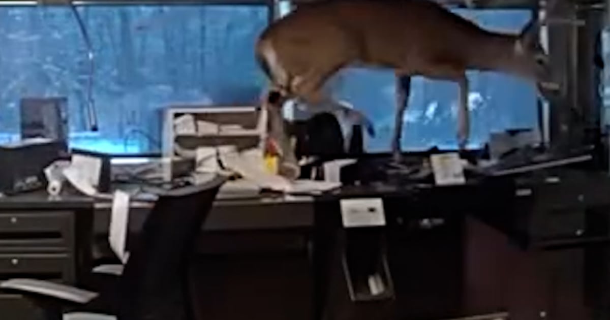 Police find deer trapped in a Long Island bank