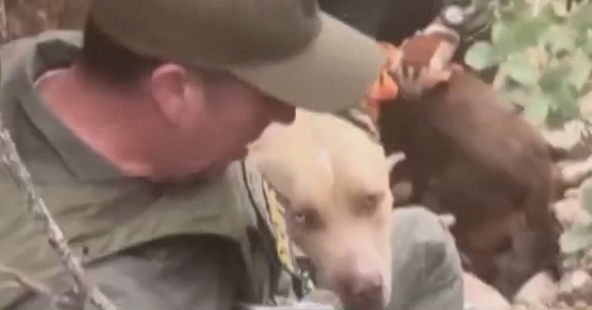 Three dogs rescued from remote California canyon