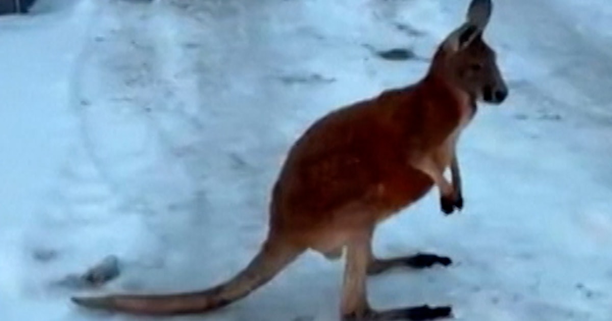 Police chase escaped kangaroo through Czech village