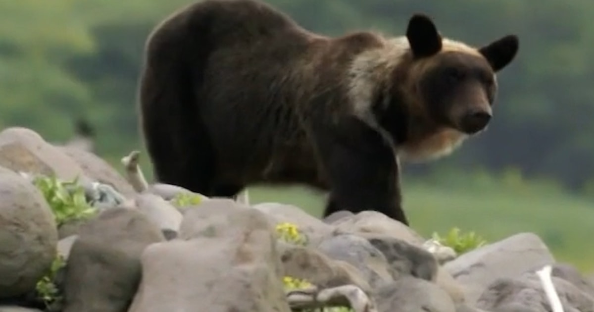 Japan attempts to stop a surge in bear attacks