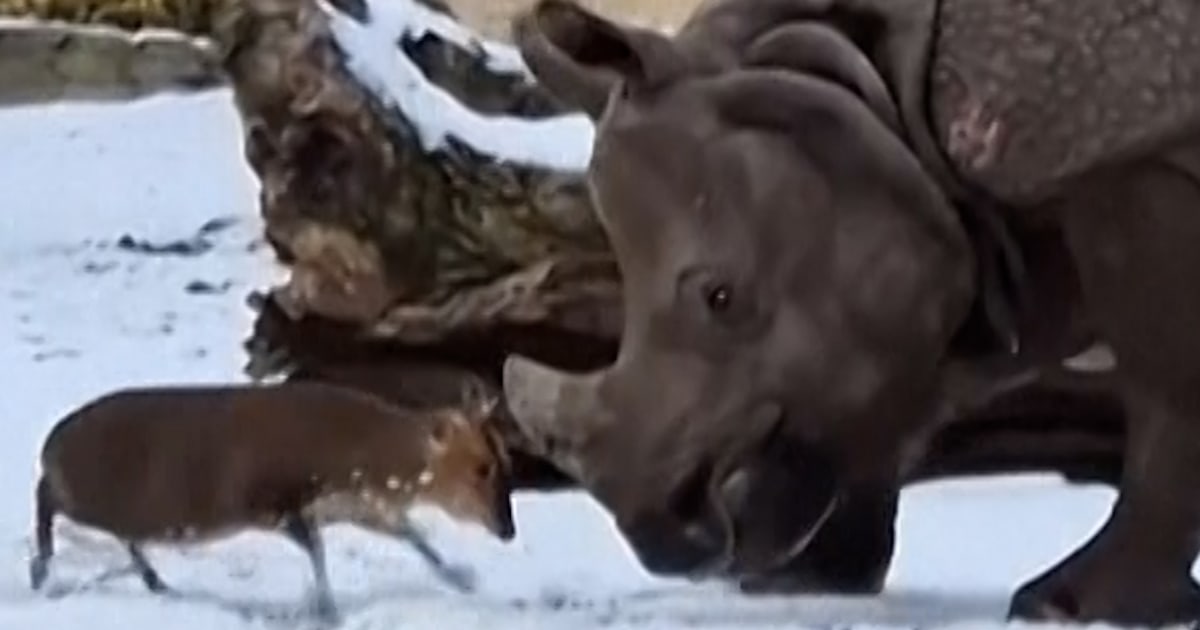 Tiny deer takes on rhino at Polish zoo