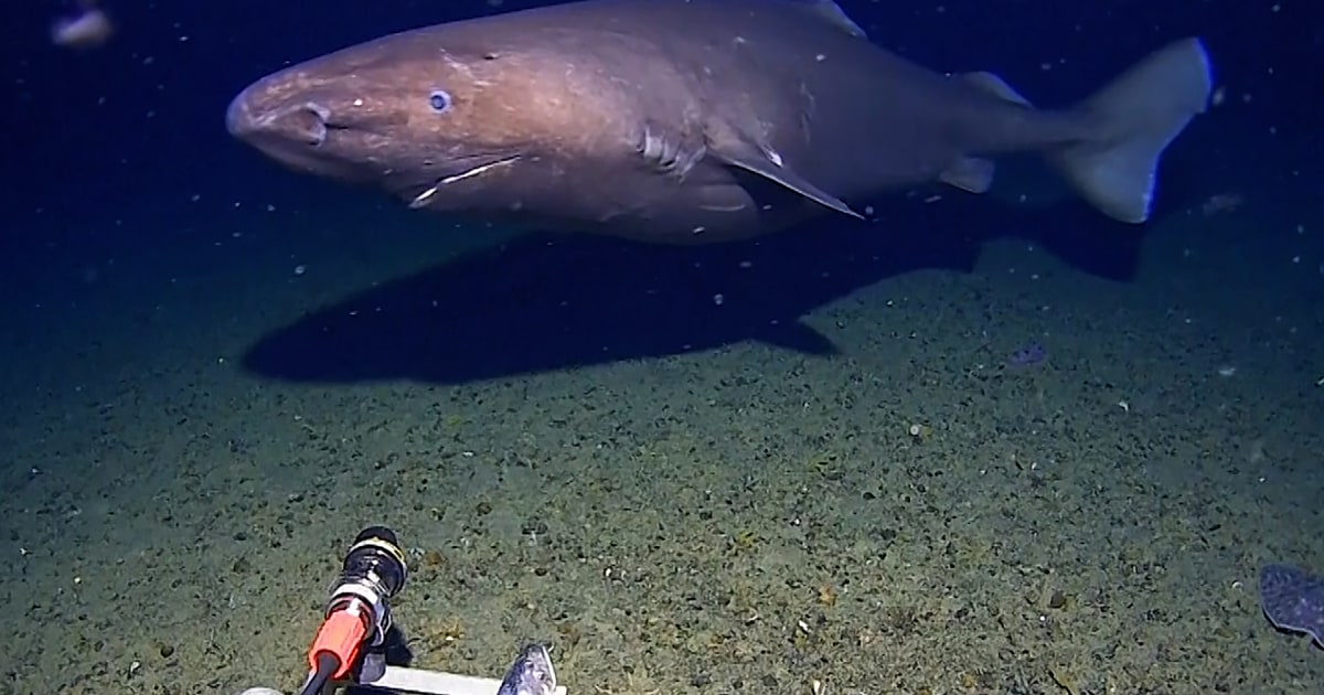 Shark caught on camera for first time in Antarctica’s near-freezing deep
