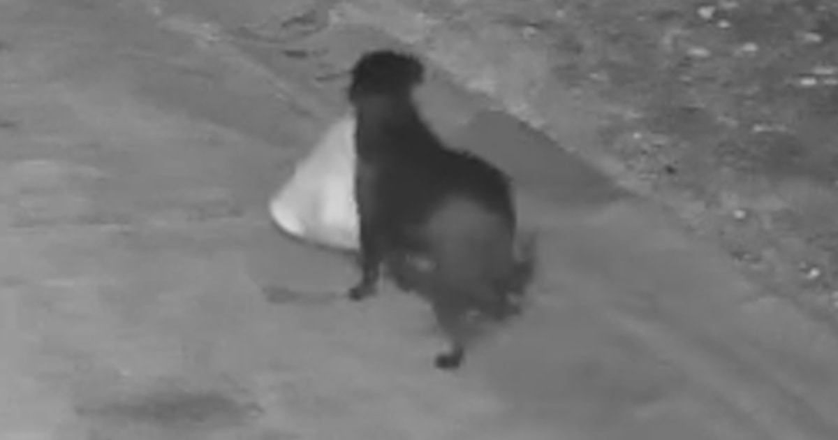 Italian dog caught on camera illegally dumping trash