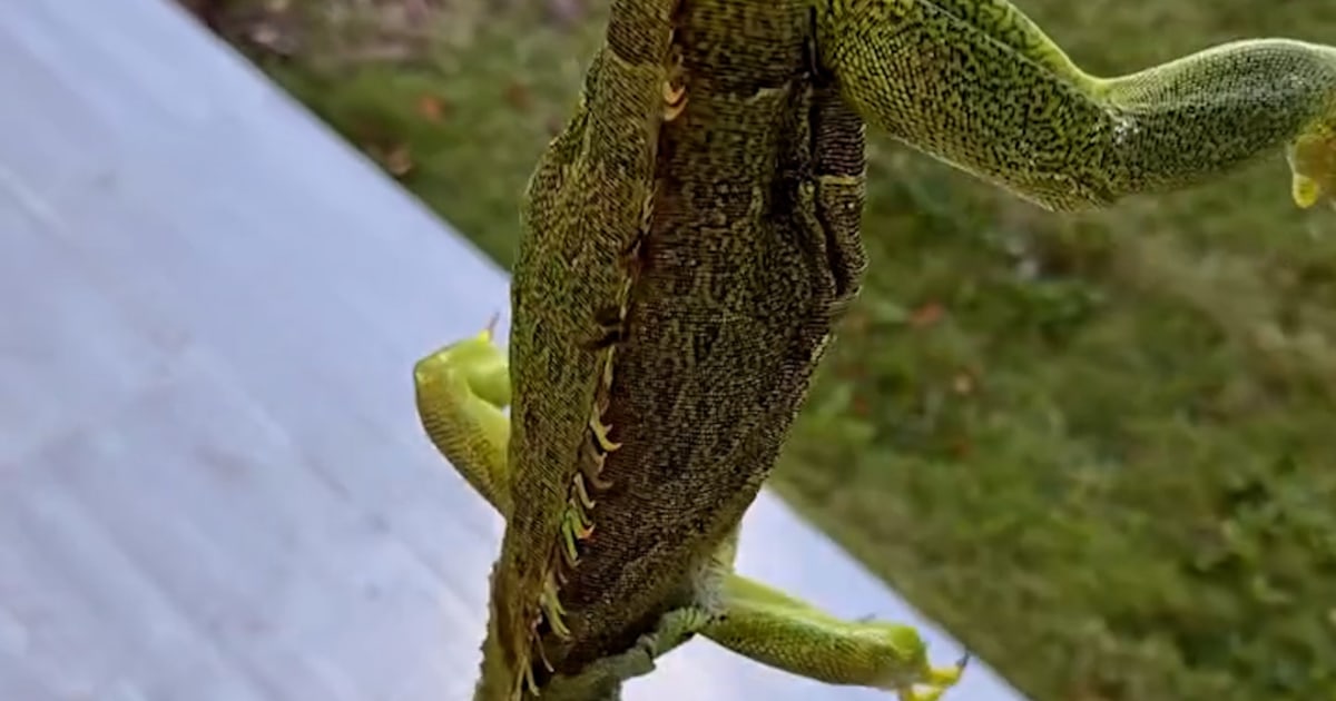 Florida residents rescue frozen iguanas from cold snap