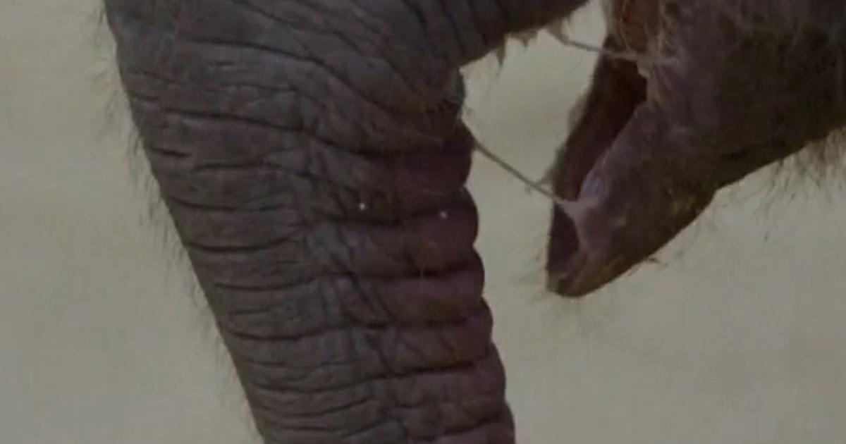 New baby Asian elephant born at National Zoo