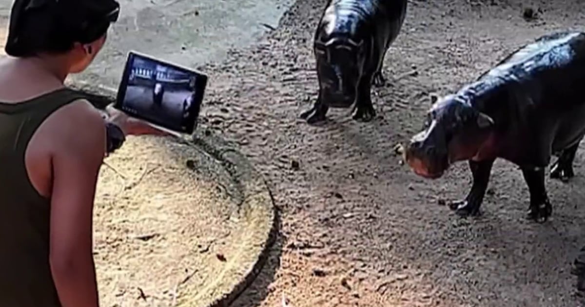 Man climbs into viral hippo Moo Deng's enclosure