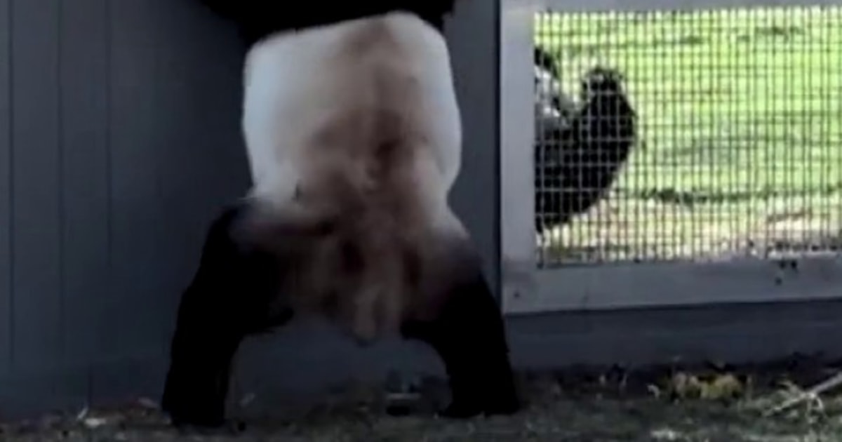 Pandas seen flirting is a sign of spring, D.C. zoo says