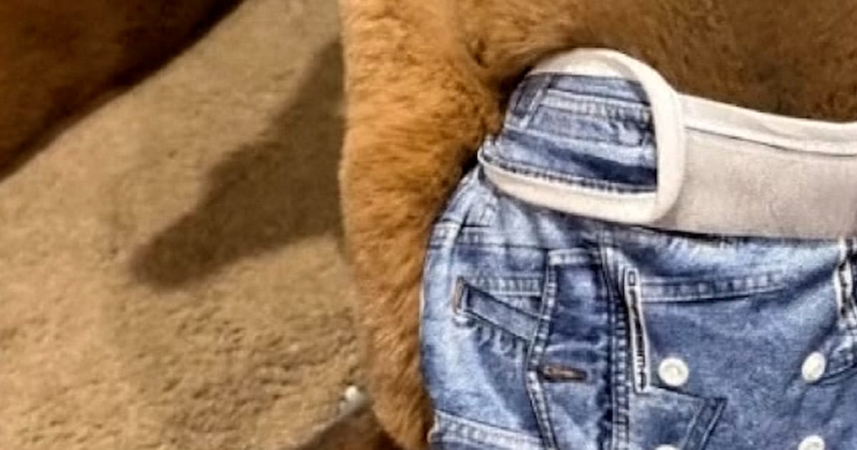 Search on for missing diaper-clad kangaroo in Wisconsin