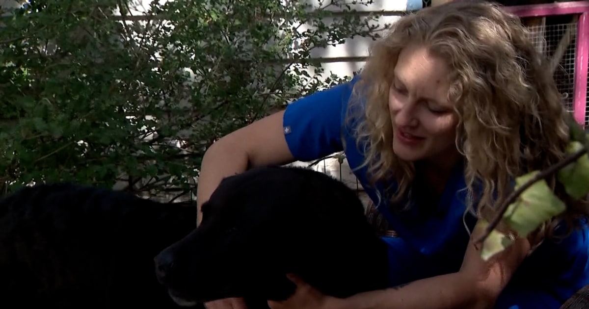 Meth-laced hot dogs poisoned Colorado family’s dogs