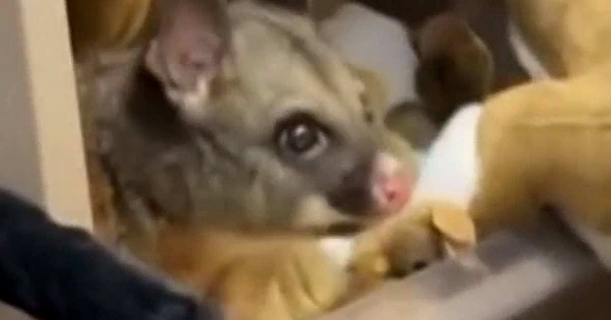 Real possum found among plush toys at Australian airport