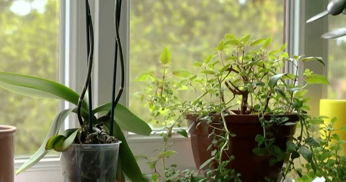 Spelman College students invent a way for plants to talk with the help of AI