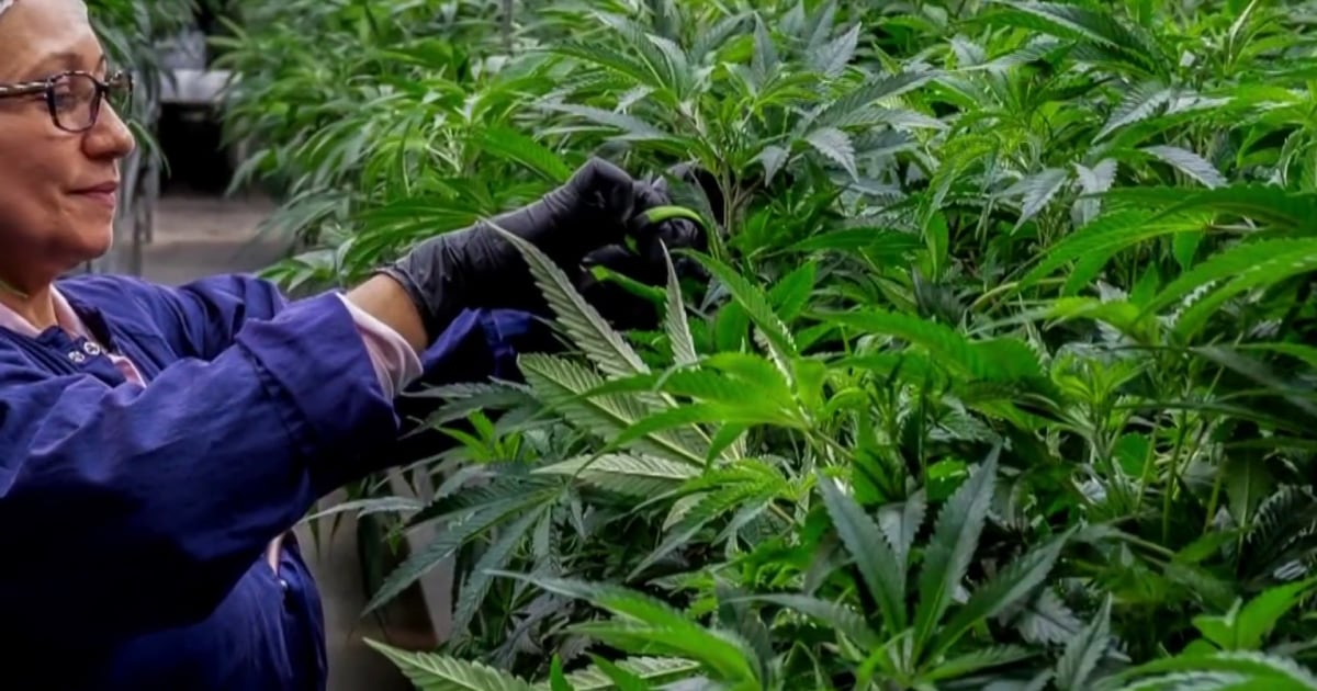 Federal government eases regulations on medical marijuana