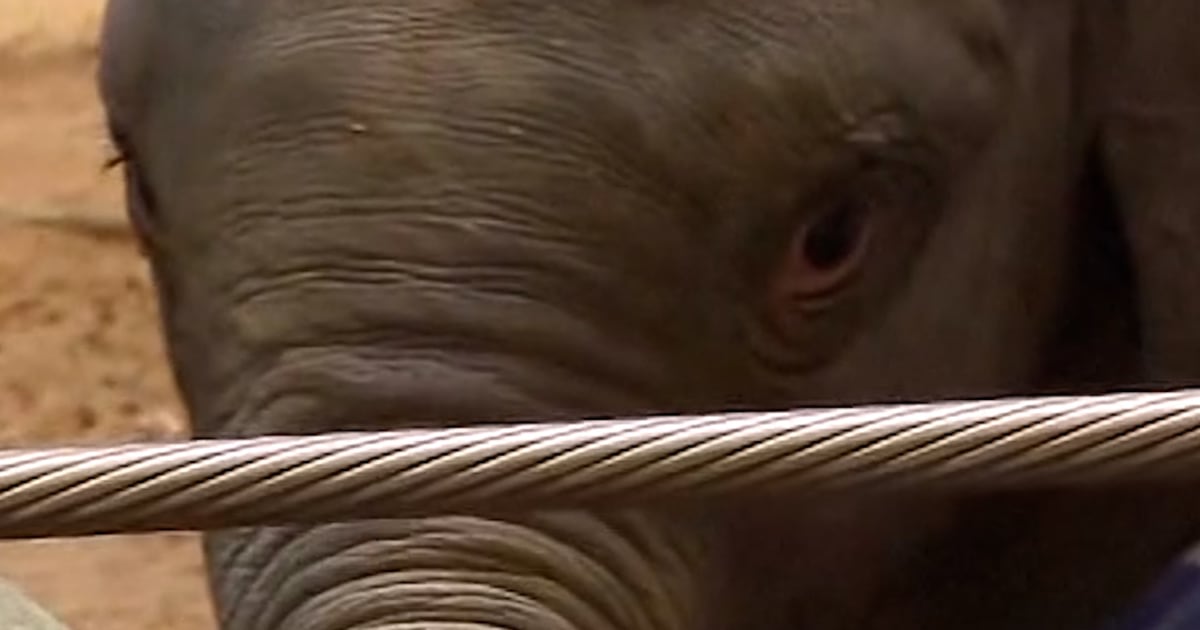 National Zoo’s Baby Elephant Prepares For Public Debut - Beritaja