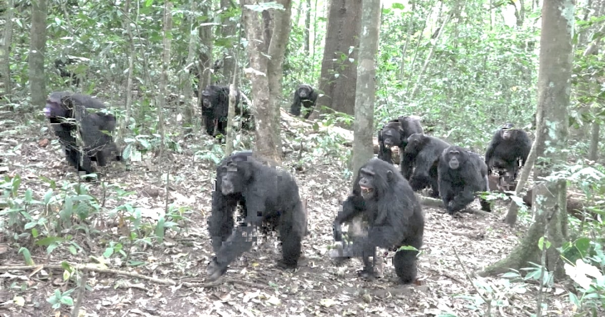 Videos show chimpanzees growing increasingly hostile after social split