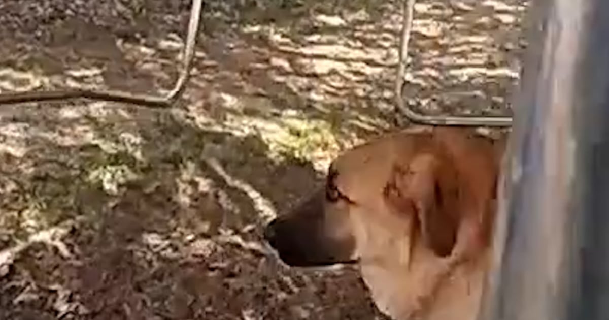 Police Officer Rescues Dog From Backyard Of Burning House - Beritaja