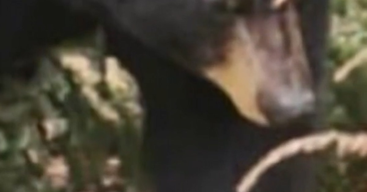 Bear Sightings Rise As They Emerge From Hibernation - Beritaja