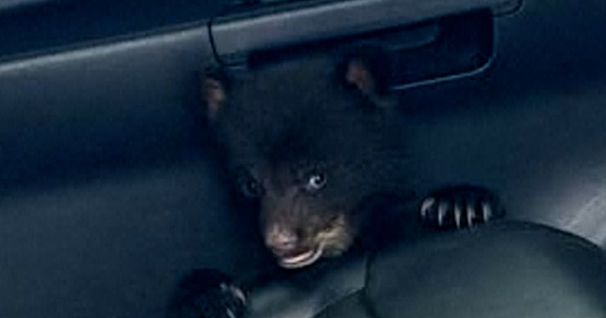 New Jersey state trooper rescues a bear cub