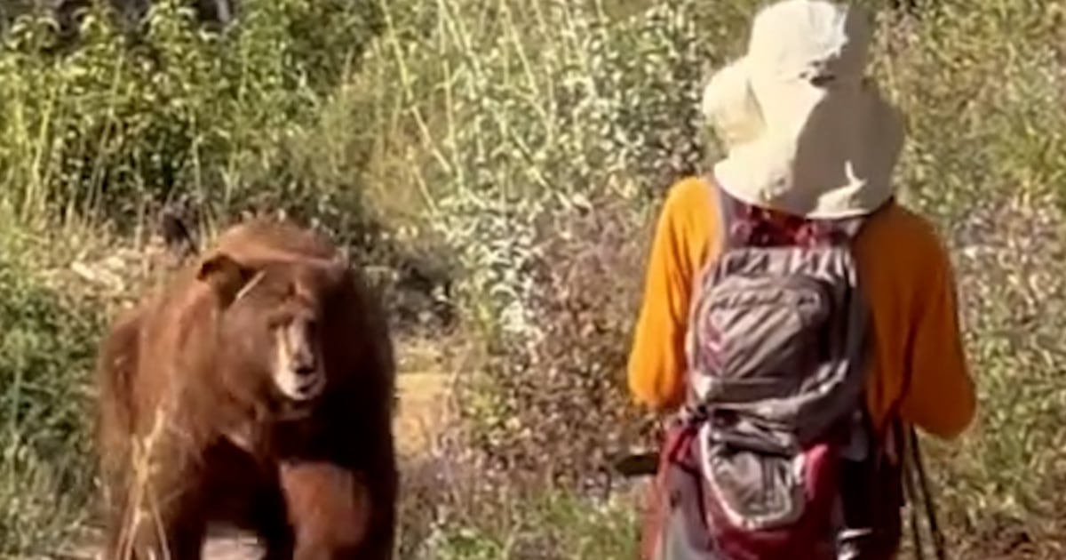 Bear charges hiker in Southern California