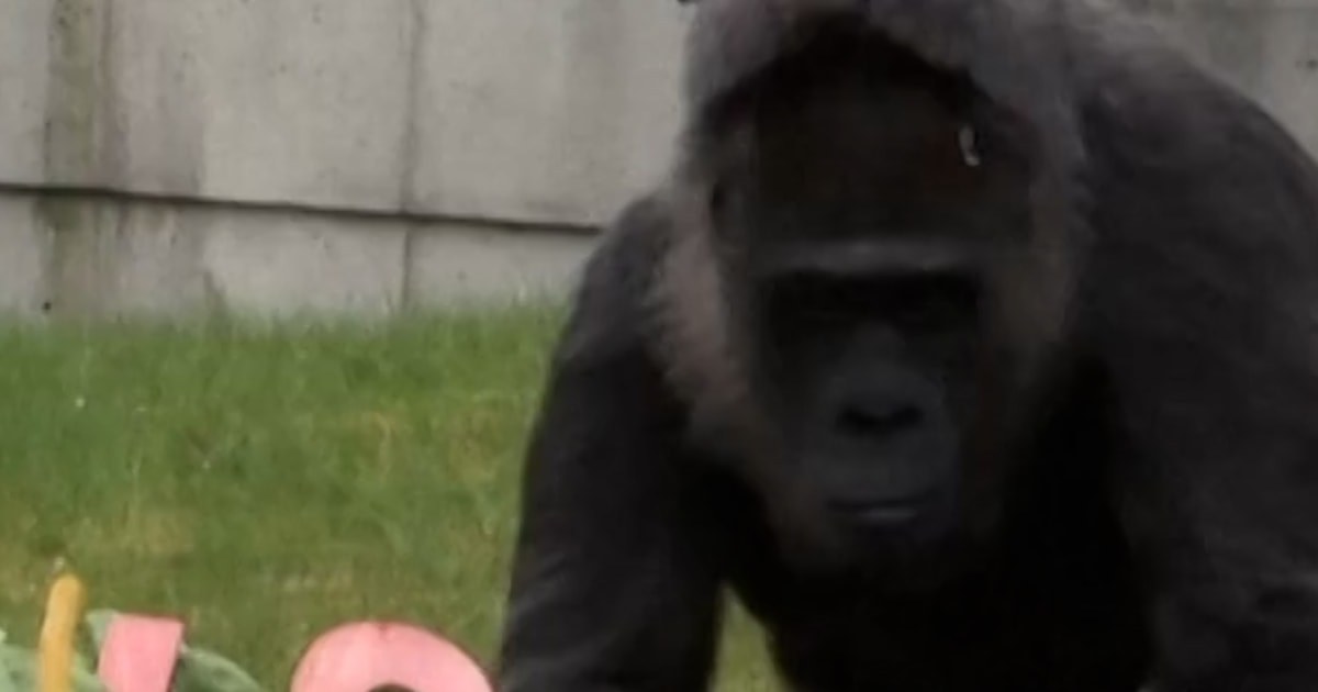 World's oldest known gorilla celebrates 69th birthday