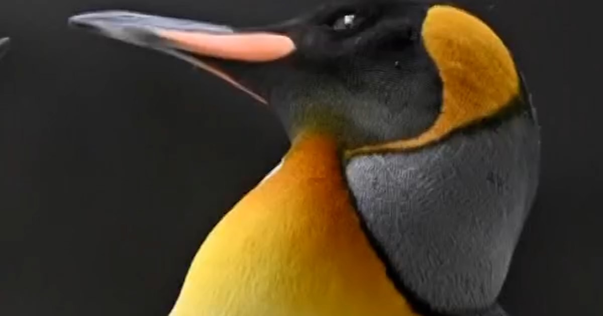 Emperor Penguins Declared Endangered