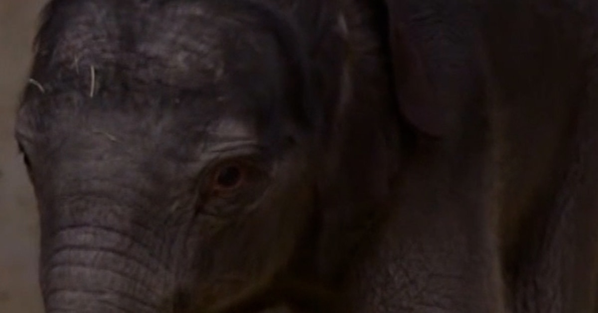 Baby Elephant Linh Mai Makes Debut At The National Zoo - Beritaja