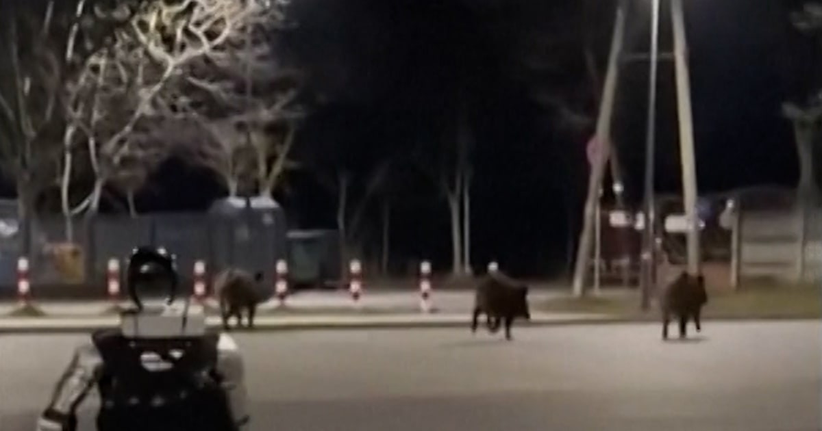 Robot Chases Away Group Of Wild Boars In Poland