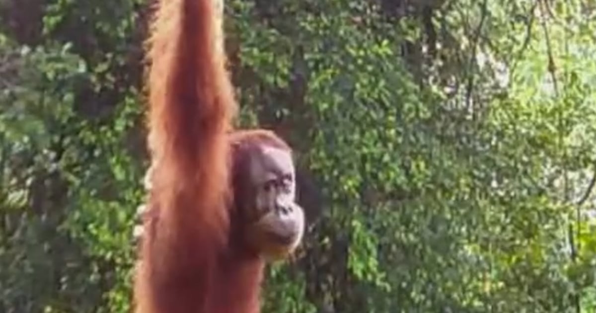 Sumatran Orangutan Uses A Canopy Bridge For The First Time