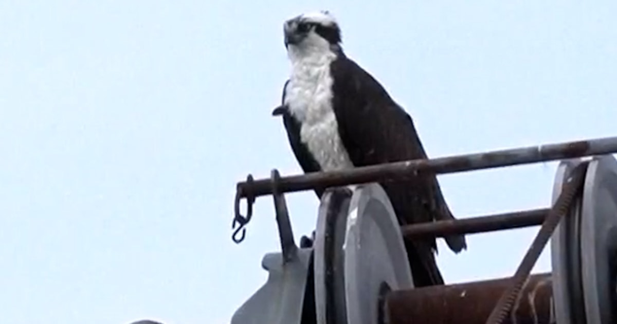 Ospreys Halt Construction After Making A Nest On A Crane