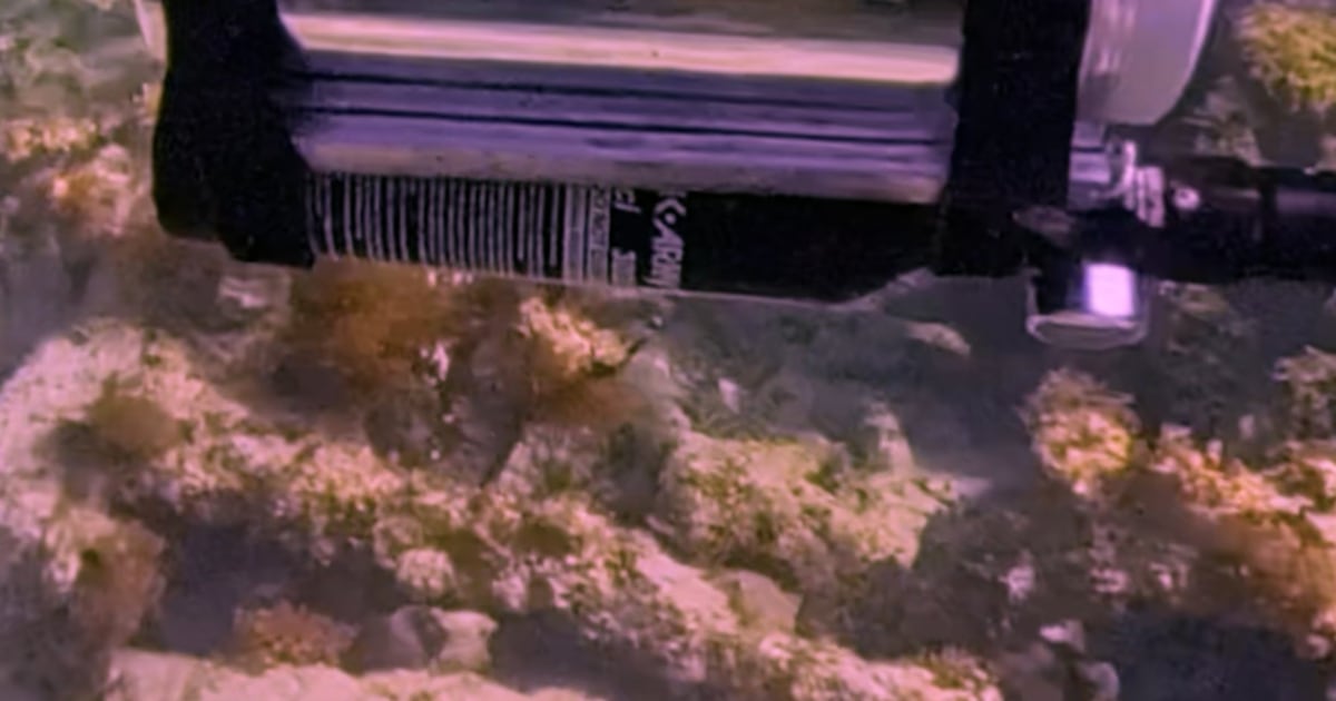 Viral video shows a bird 'scuba diving' in a submersible