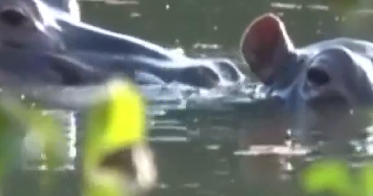 Colombia plans to euthanize Escobar's 'cocaine hippos'