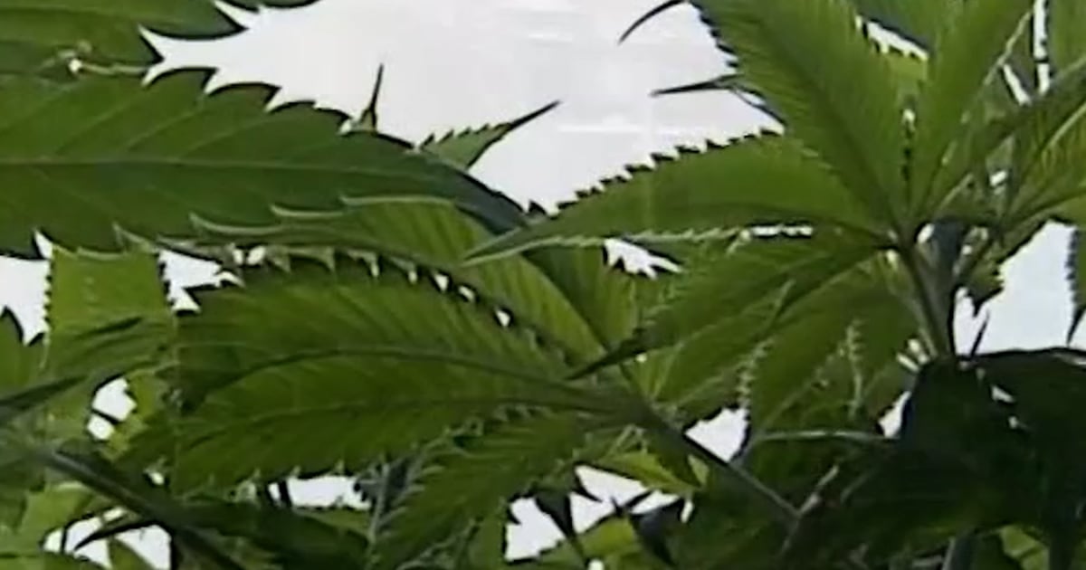 Politicians Oppose Plan To Reclassify Medical Marijuana