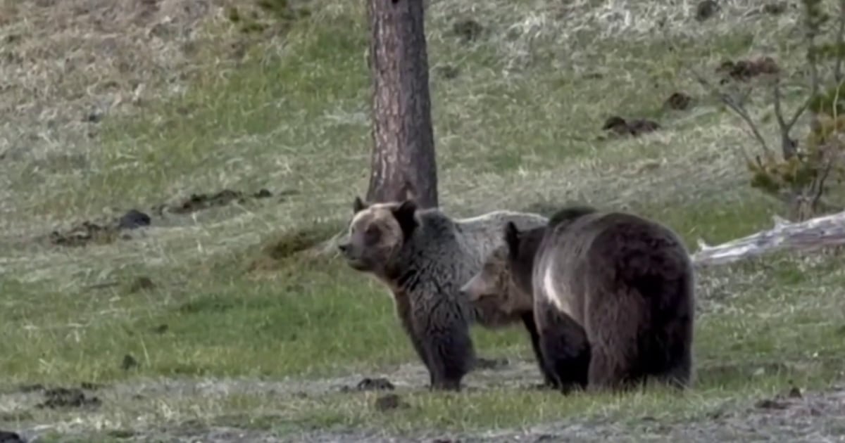Hiker’s body found after suspected bear attack in Glacier National Park