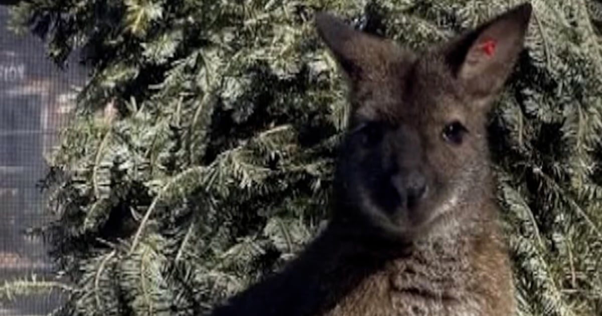 Baby wallaby found safe after escaping from New Jersey zoo - BERITAJA