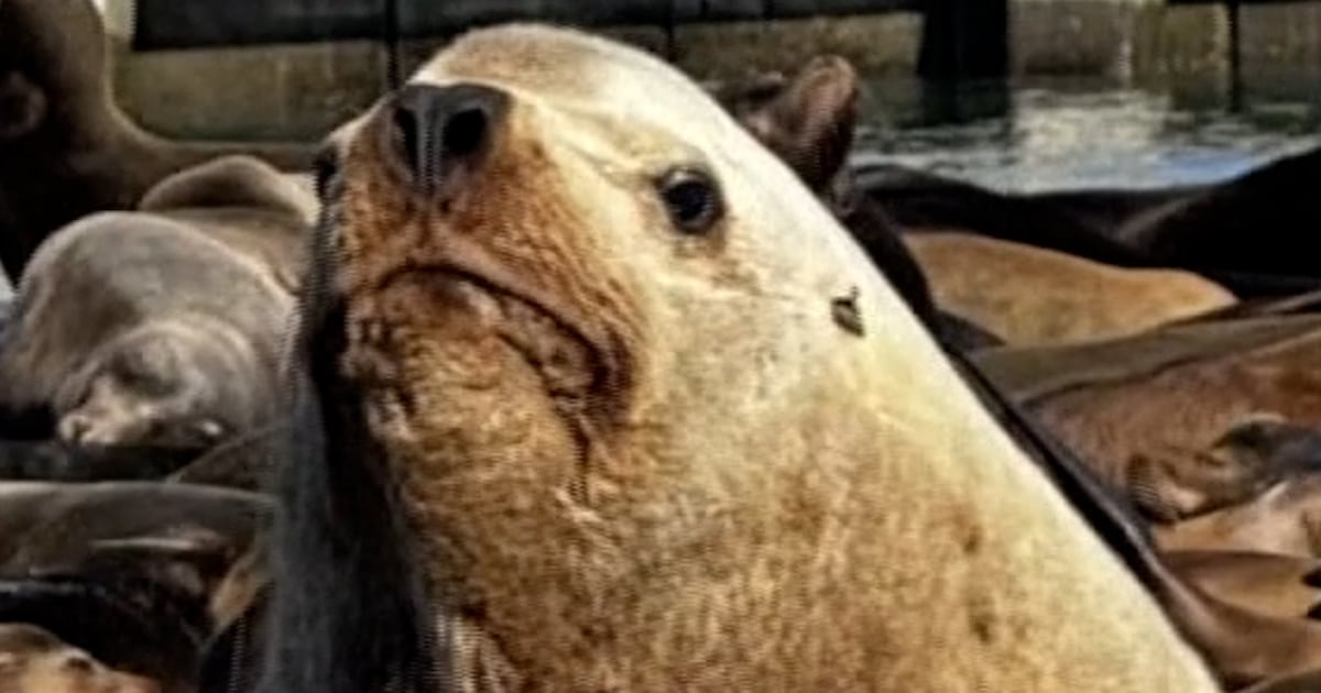 'chonkers' The Sea Lion Going Viral In San Francisco - Beritaja