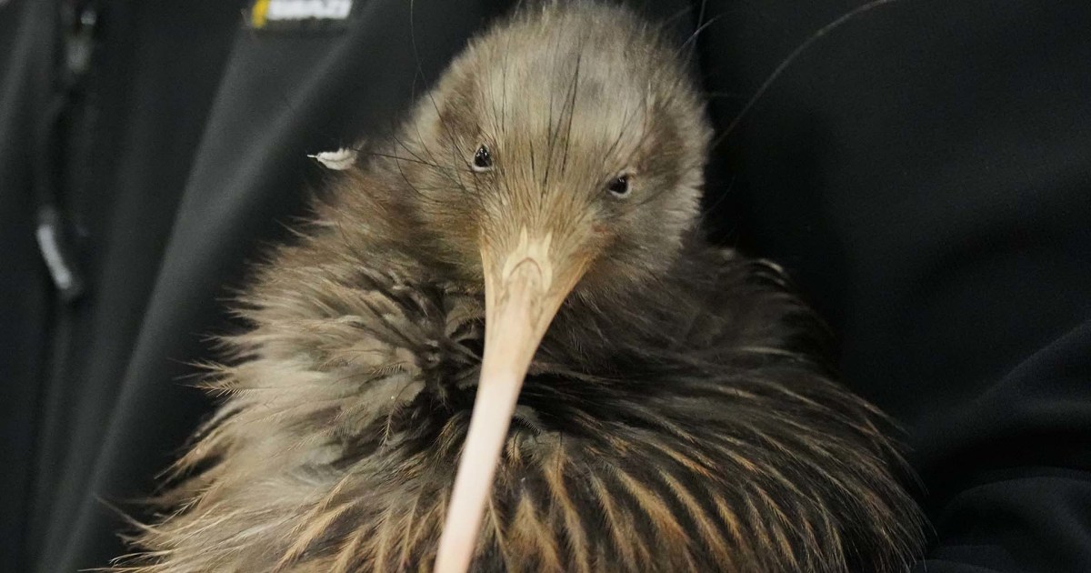 Iconic kiwi birds reintroduced around New Zealand’s capital