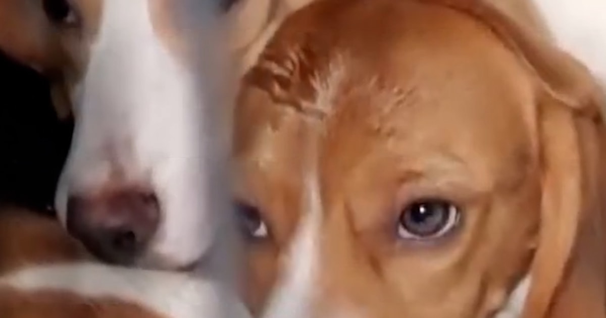 1,500 Beagles Rescued From Wisconsin Research Facility