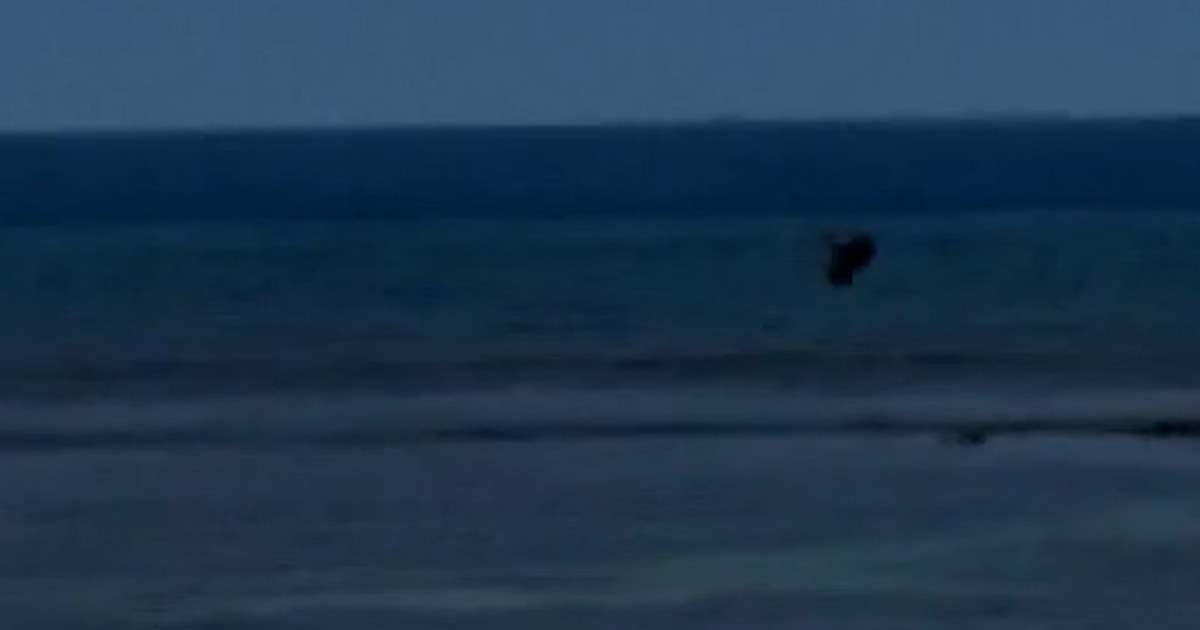 Man Throws Rock At Endangered Monk Seal In Maui