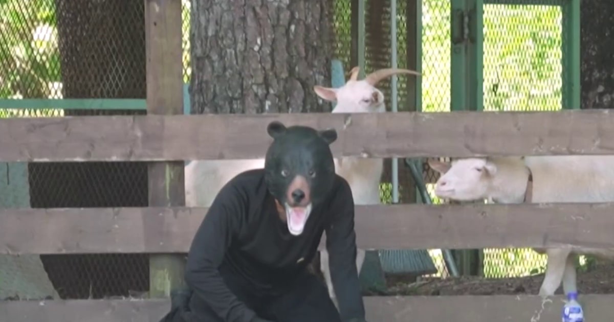 Japão realiza exercícios com homens em trajes de urso após aumento de ataques Japão realiza exercícios com homens em trajes de urso após aumento de ataques