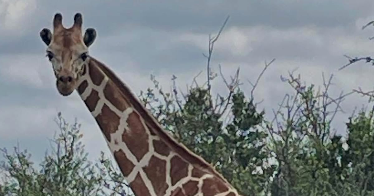 Giraffe found after escaping enclosure in Texas