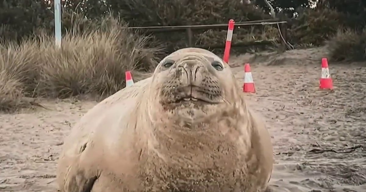 Neil, a foca, causa estragos nas ruas da Tasmânia novamente