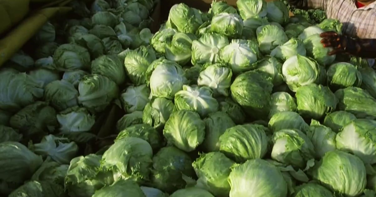 Iceberg lettuce supplier being investigated by FDA as source of cyclosporiasis outbreak