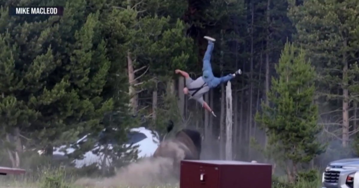 Man describes being charged and tossed by bison in national park